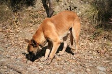 YAKI, Hund, Malinois-Mix in Spanien - Bild 4