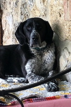 MEG, Hund, Mischlingshund in Italien - Bild 2
