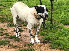 MAX, Hund, Mischlingshund in Gilching - Bild 4