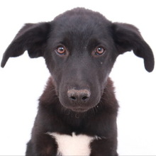 ACERO, Hund, Mischlingshund in Griechenland - Bild 11