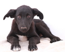ACERO, Hund, Mischlingshund in Griechenland - Bild 16
