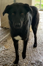 ACERO, Hund, Mischlingshund in Griechenland - Bild 3