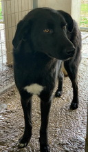 ACERO, Hund, Mischlingshund in Griechenland - Bild 4