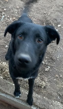 ACERO, Hund, Mischlingshund in Griechenland - Bild 6