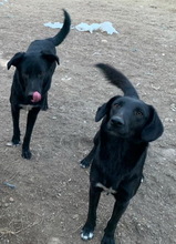 ACERO, Hund, Mischlingshund in Griechenland - Bild 7