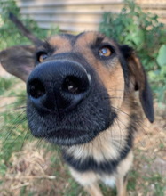 KITARO, Hund, Mischlingshund in Griechenland - Bild 14