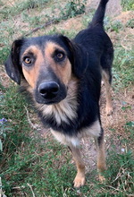 KITARO, Hund, Mischlingshund in Griechenland - Bild 15