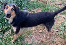 KITARO, Hund, Mischlingshund in Griechenland - Bild 17