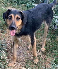 KITARO, Hund, Mischlingshund in Griechenland - Bild 18