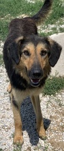 KITARO, Hund, Mischlingshund in Griechenland - Bild 3