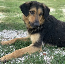 KITARO, Hund, Mischlingshund in Griechenland - Bild 5