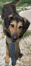 KITARO, Hund, Mischlingshund in Griechenland - Bild 7