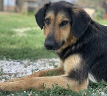 KITARO, Hund, Mischlingshund in Griechenland - Bild 8