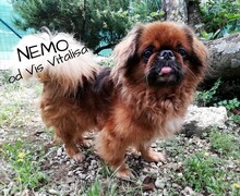 NEMO, Hund, Pekingese-Mix in Kroatien - Bild 3