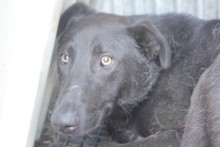 IDINO, Hund, Labrador-Mix in Rumänien - Bild 1