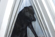 IDINO, Hund, Labrador-Mix in Rumänien - Bild 3