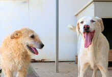FONTINO, Hund, Mischlingshund in Italien - Bild 10