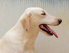 FONTINO, Hund, Mischlingshund in Italien - Bild 15