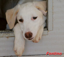 FONTINO, Hund, Mischlingshund in Italien - Bild 17