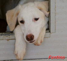 FONTINO, Hund, Mischlingshund in Italien - Bild 6