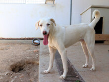 FONTINO, Hund, Mischlingshund in Italien - Bild 8