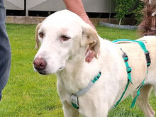 FONTINO, Hund, Mischlingshund in Willich - Bild 1