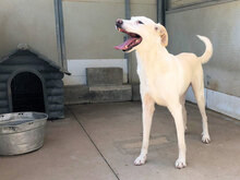 FONTINO, Hund, Mischlingshund in Willich - Bild 11