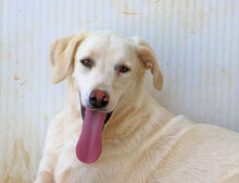 FONTINO, Hund, Mischlingshund in Willich - Bild 13