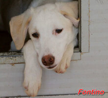 FONTINO, Hund, Mischlingshund in Willich - Bild 14