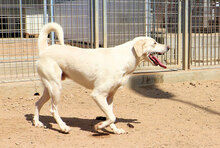 FONTINO, Hund, Mischlingshund in Willich - Bild 17