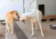FONTINO, Hund, Mischlingshund in Willich - Bild 19