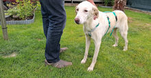 FONTINO, Hund, Mischlingshund in Willich - Bild 2