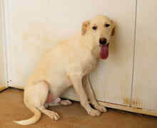 FONTINO, Hund, Mischlingshund in Willich - Bild 20