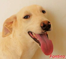 FONTINO, Hund, Mischlingshund in Willich - Bild 21