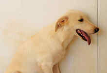 FONTINO, Hund, Mischlingshund in Willich - Bild 22