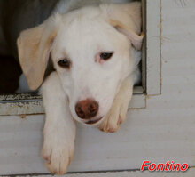 FONTINO, Hund, Mischlingshund in Willich - Bild 25