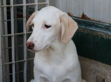 FONTINO, Hund, Mischlingshund in Willich - Bild 27