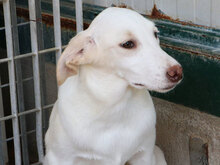 FONTINO, Hund, Mischlingshund in Willich - Bild 28