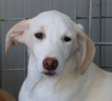 FONTINO, Hund, Mischlingshund in Willich - Bild 30