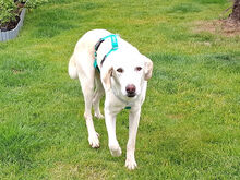 FONTINO, Hund, Mischlingshund in Willich - Bild 4