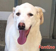 FONTINO, Hund, Mischlingshund in Willich - Bild 5