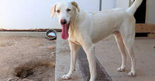 FONTINO, Hund, Mischlingshund in Willich - Bild 6