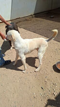 FONTINO, Hund, Mischlingshund in Willich - Bild 7