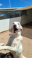 FONTINO, Hund, Mischlingshund in Willich - Bild 8