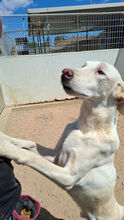FONTINO, Hund, Mischlingshund in Willich - Bild 9