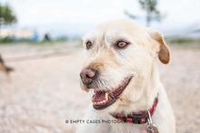 MIMI, Hund, Mischlingshund in Kroatien - Bild 5