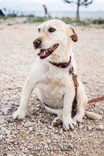 MIMI, Hund, Mischlingshund in Kroatien - Bild 6