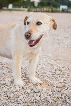 MIMI, Hund, Mischlingshund in Kroatien - Bild 7