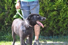 YUMA, Hund, Mischlingshund in Ungarn - Bild 2
