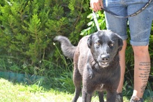 YUMA, Hund, Mischlingshund in Ungarn - Bild 3